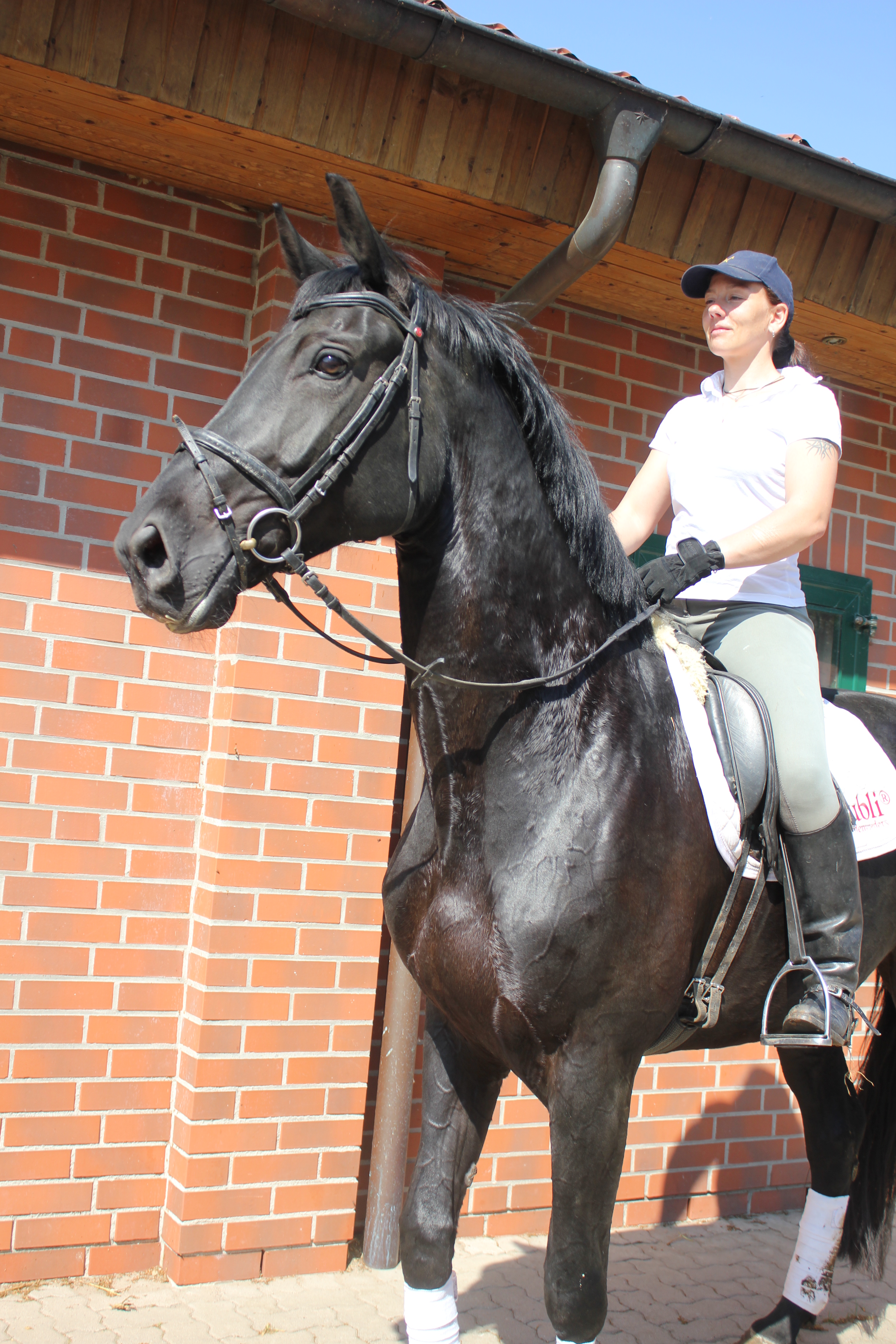 HENNING  KRANZ KRANZHOF SPORTPFERD DRESSURPFERD SPRINGPFERD REITPFERD FAMILIENPFERD VERKAUFSPFERD FREIZEITPFERD FRIESEN ANDALUSIER P.R.E. PRE SCHECKEN, SPORTSCHECKEN, WARMBLUTSCHECKEN, BAROCKPFERD, BAROCKPINTO, PAINT, PINTO, SPORTPONIES PONY ESEL RETHEM an der ALLER WOHLENDORF