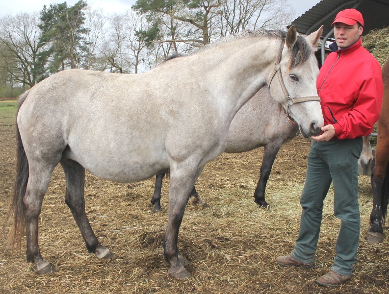 HENNING  KRANZ KRANZHOF SPORTPFERD DRESSURPFERD SPRINGPFERD REITPFERD FAMILIENPFERD VERKAUFSPFERD FREIZEITPFERD FRIESEN ANDALUSIER P.R.E. PRE SCHECKEN, SPORTSCHECKEN, WARMBLUTSCHECKEN, BAROCKPFERD, BAROCKPINTO, PAINT, PINTO, SPORTPONIES PONY ESEL RETHEM an der ALLER WOHLENDORF